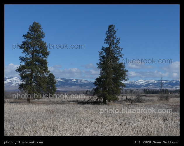 Two Trees in March - Lee Metcalf National Wildlife Refuge, Stevensville MT