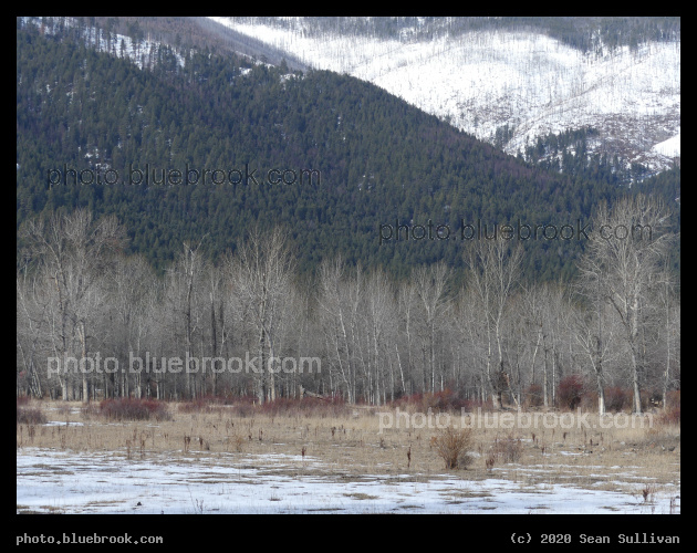 Winter Trees as Spring Approaches - Bitterroot Mountains, Stevensville MT