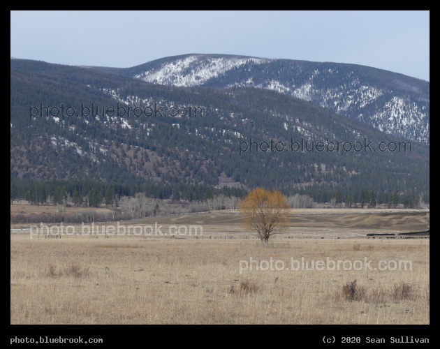 Single Yellow Tree - Bitterroot Mountains, Stevensville MT