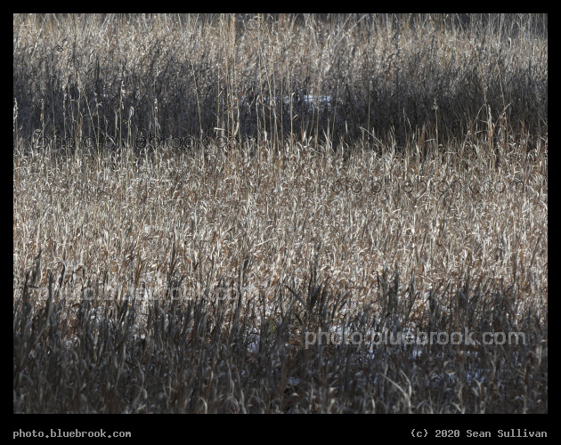 Shadow Bands on Grasses - Stevensville MT