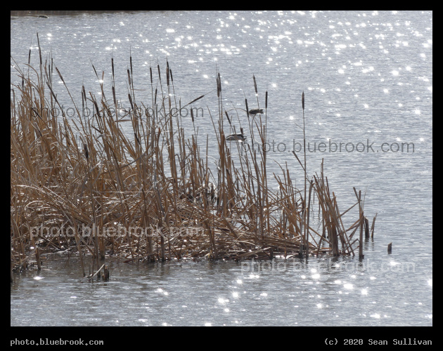 Wedge of Cattails - Lee Metcalf National Wildlife Refuge, Stevensville MT