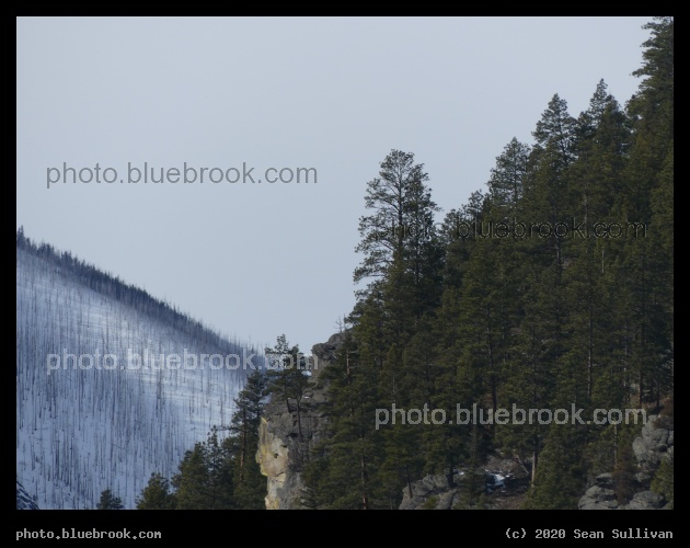 Slopes of Trees and Snow - Stevensville MT