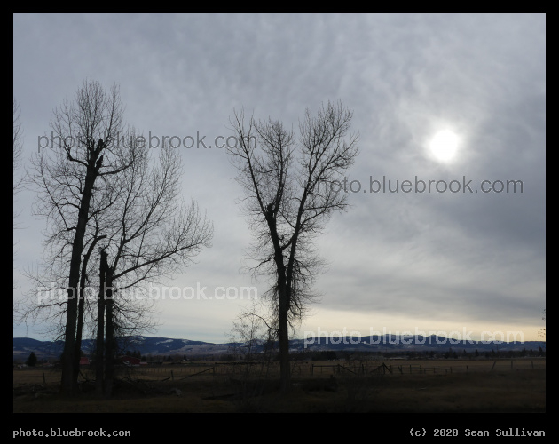 Branching Trees - Stevensville MT