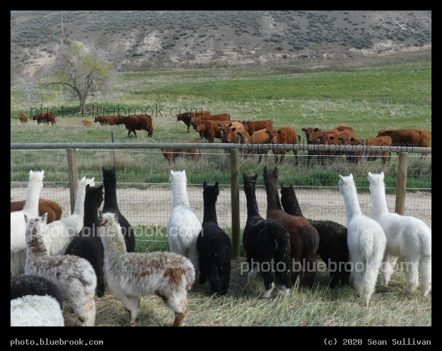 Alpacas vs Cows - Corvallis MT