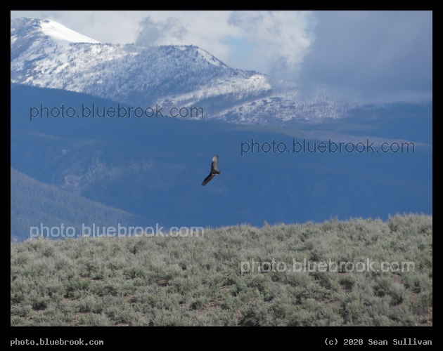 Soaring above Sagebrush - Corvallis MT
