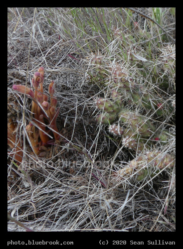 Unusual Backyard Plants - Corvallis MT