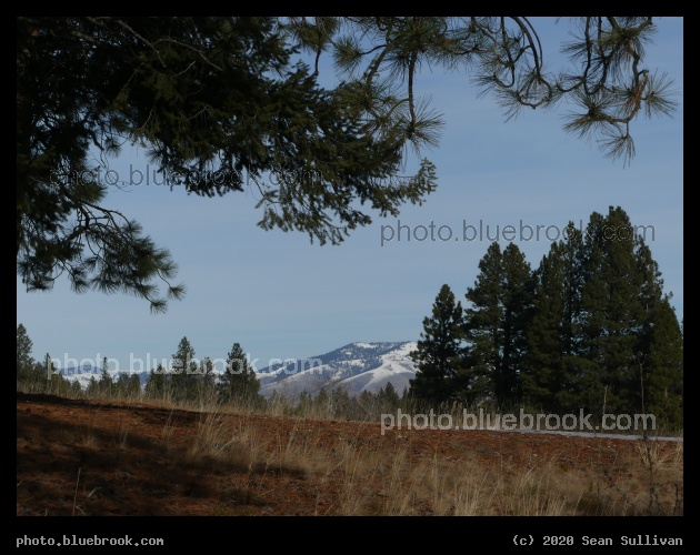 View from Under Overhanging Branch - Stevensville MT