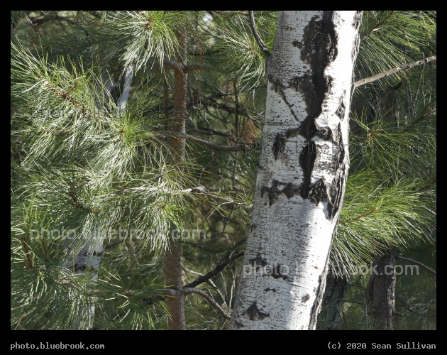 Bark and Needles - Stevensville MT
