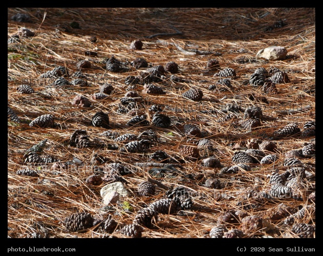 Forest Floor - Kootenai Creek Trail, Stevensville MT
