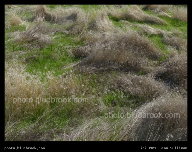Layers of Growth - Corvallis MT