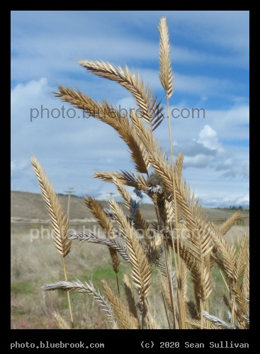 Seeds on the Sky - Corvallis MT