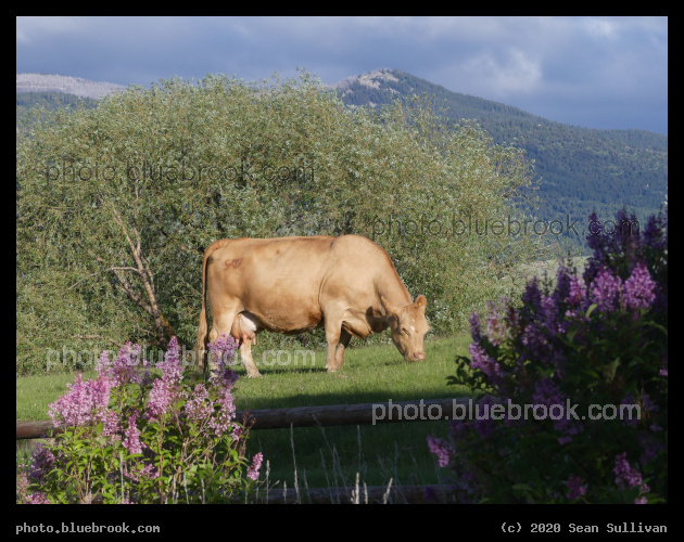 Caramel Cow - Corvallis MT
