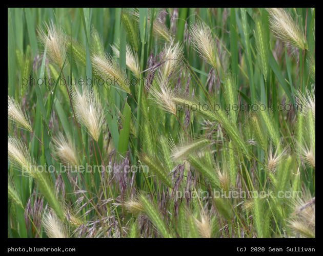 Tapestry of Grasses - Corvallis MT
