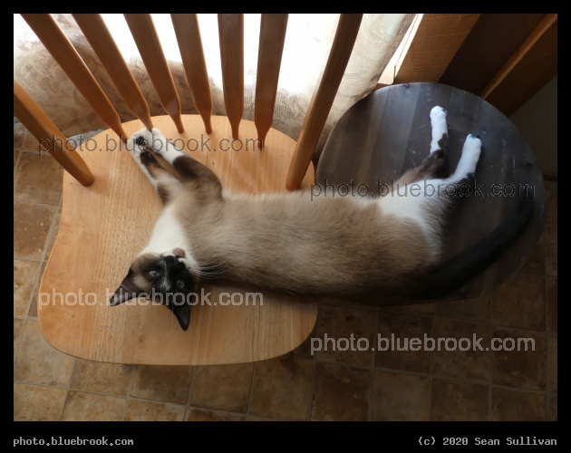 Feline Sprawl - Maia, Corvallis MT
