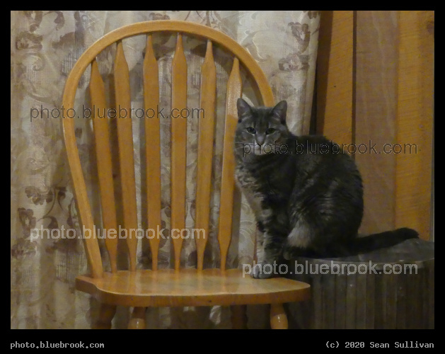 Two Level Perch Cat - Fern, Corvallis MT