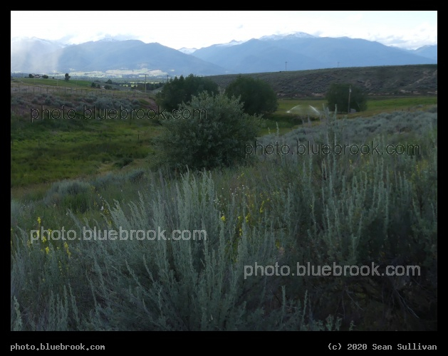 July Greenery - Corvallis MT