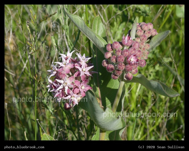 Starburst Flowers - Corvallis MT