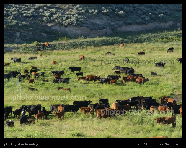 Copious Coverage of Cows - Corvallis MT