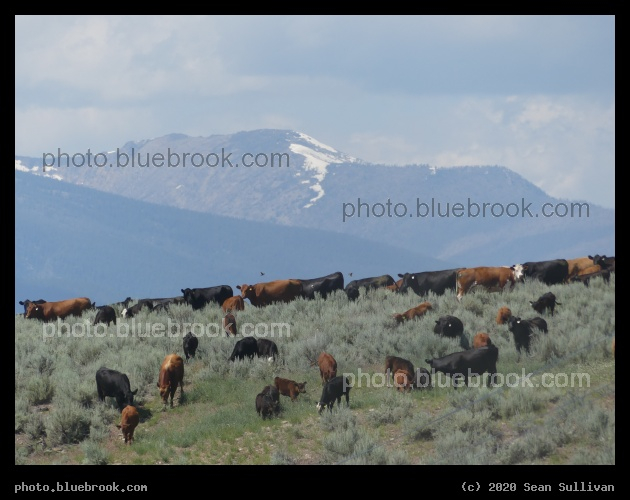 Cows coming over the Hill - Corvallis MT