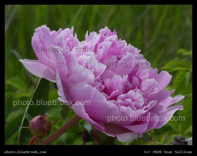 Pink Peony Petals - Corvallis MT