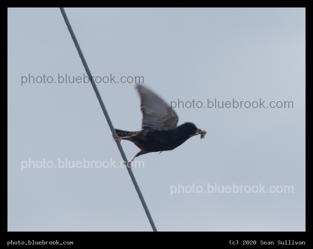 Taking Flight from a Wire - Corvallis MT