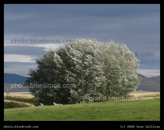 Silvery Leaves in the Wind - Corvallis MT