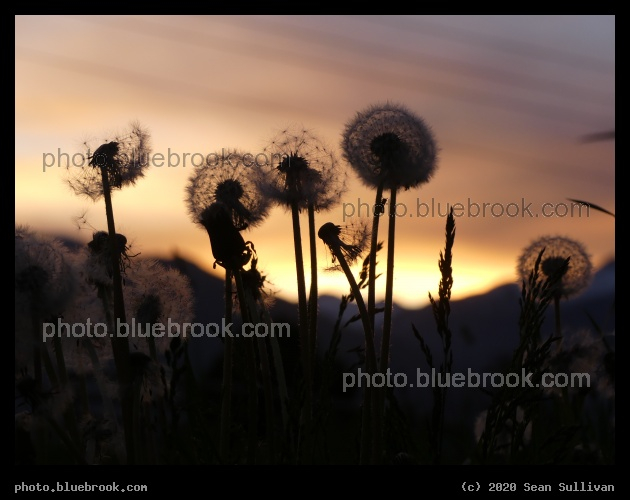 Wishes at Sunset - Corvallis MT