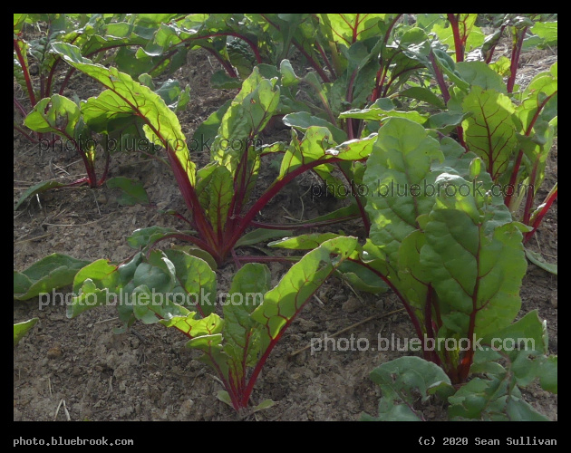 Chard - Corvallis MT