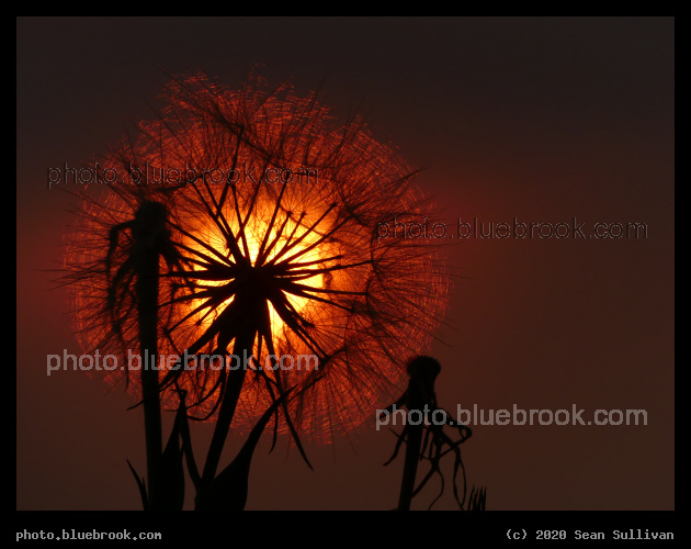 Fire Flower - Corvallis MT