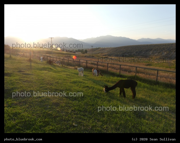 Evening Sunlight on Pastures - Corvallis MT