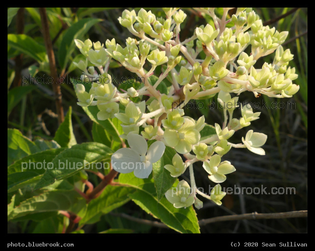 Hydrangea Awakens - Corvallis MT