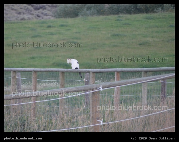 Fence Lookout - Corvallis MT