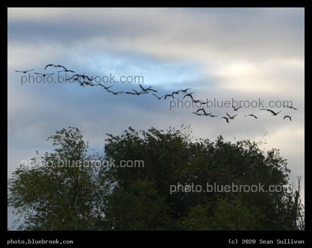 Geese over Willow - Corvallis MT