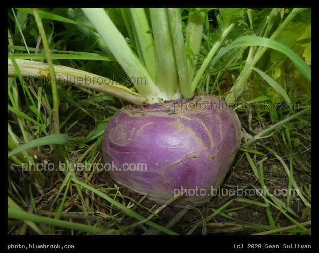 Turnip - Corvallis MT