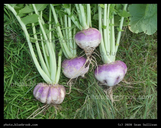 Turnip Harvest - Corvallis MT