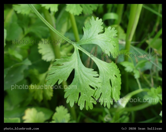 Cilantro Leaf - Corvallis MT