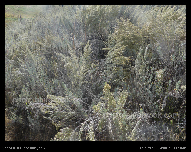 Sprays of Sagebrush - Corvallis MT