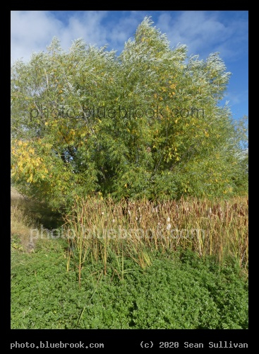 Willows and Cattails - Corvallis MT