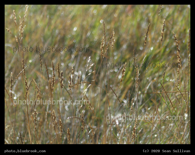 Thin Strands of Grass - Corvallis MT