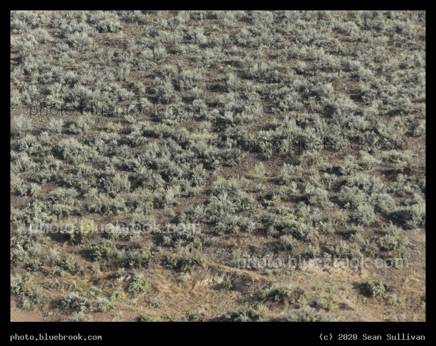 Sagebrush Textured Landscape - Corvallis MT