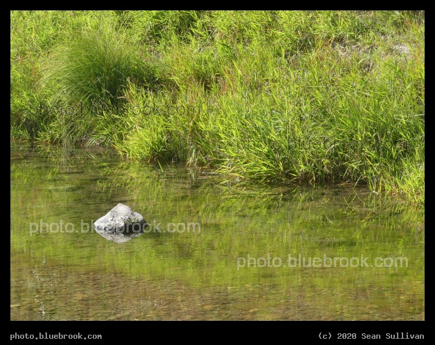 Reflections of a Stone and Grass - Lolo MT