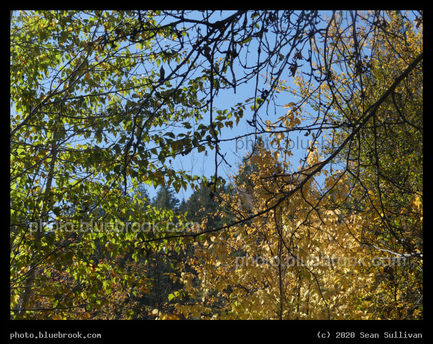 Lolo Autumn - Lolo MT