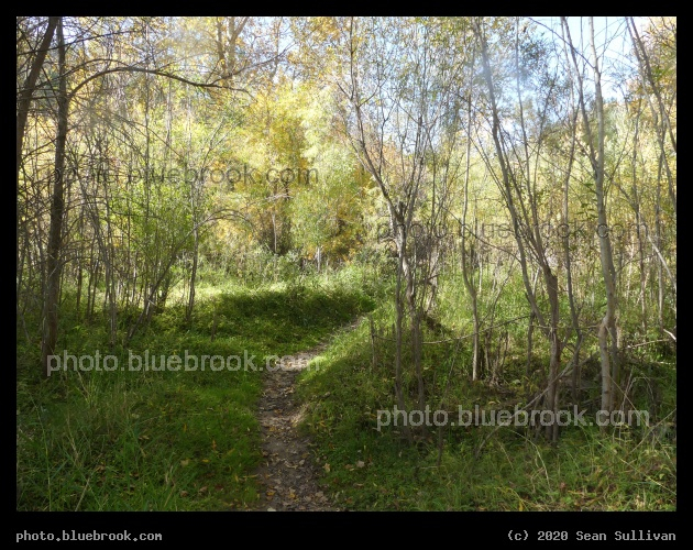 Path through Young Trees - Lolo MT