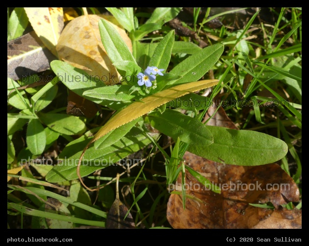 Purple Flower in Autumn - Lolo MT