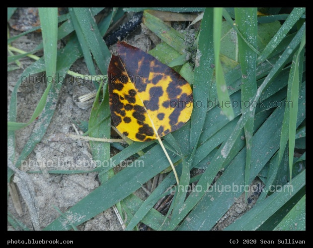 Spotted Leaf - Lolo MT