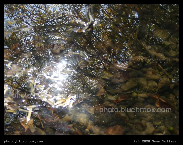 Reflections into Water - Lolo MT