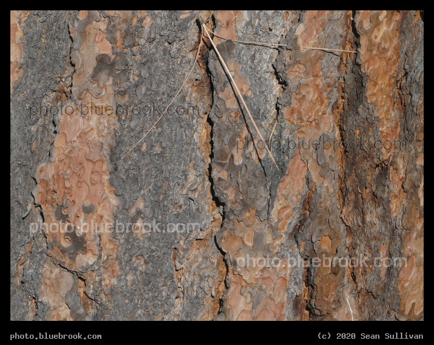 Bark and Needles - Lolo MT