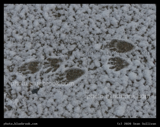 Paw Tracks - Corvallis MT