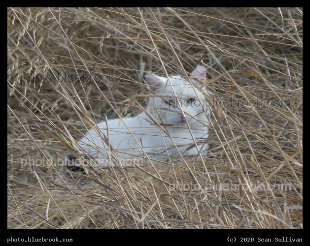 Watching through Grasses - Corvallis MT