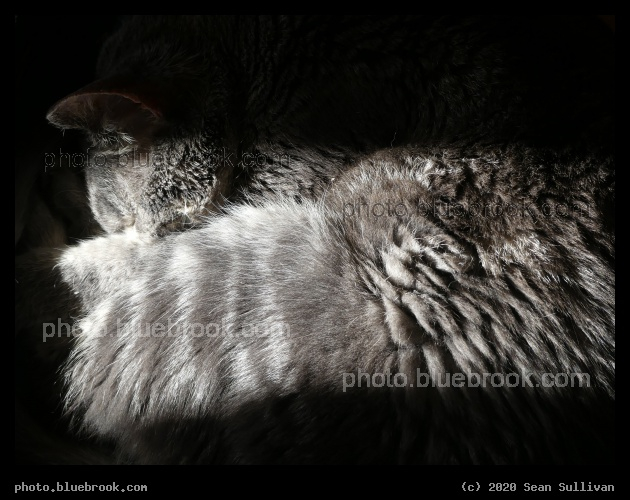 Fern in a Sunbeam - Corvallis MT